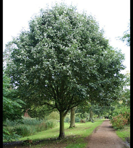 Sorbus aria Lutescens Tree (Whitebeam) - 10 Litre Pot