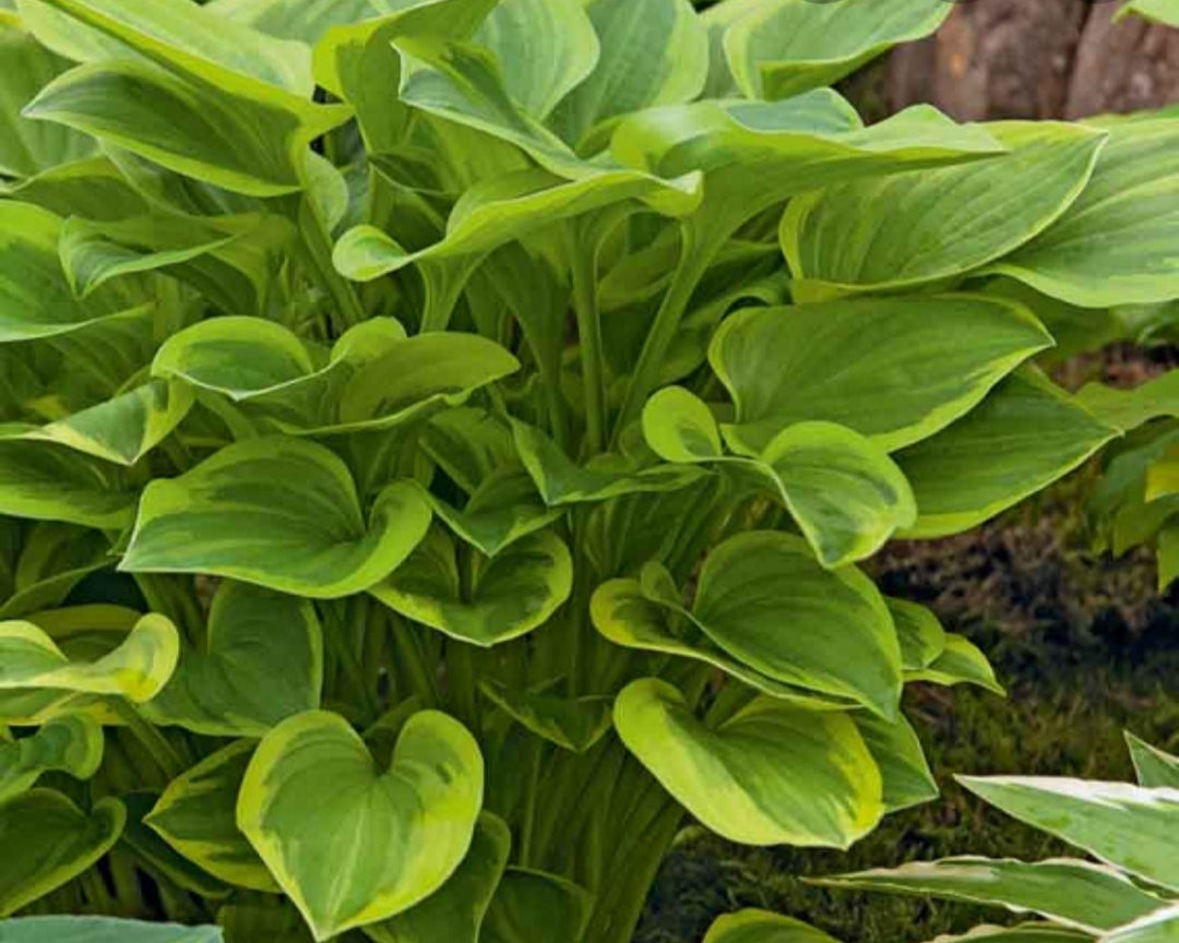 Hosta Golden Tiara