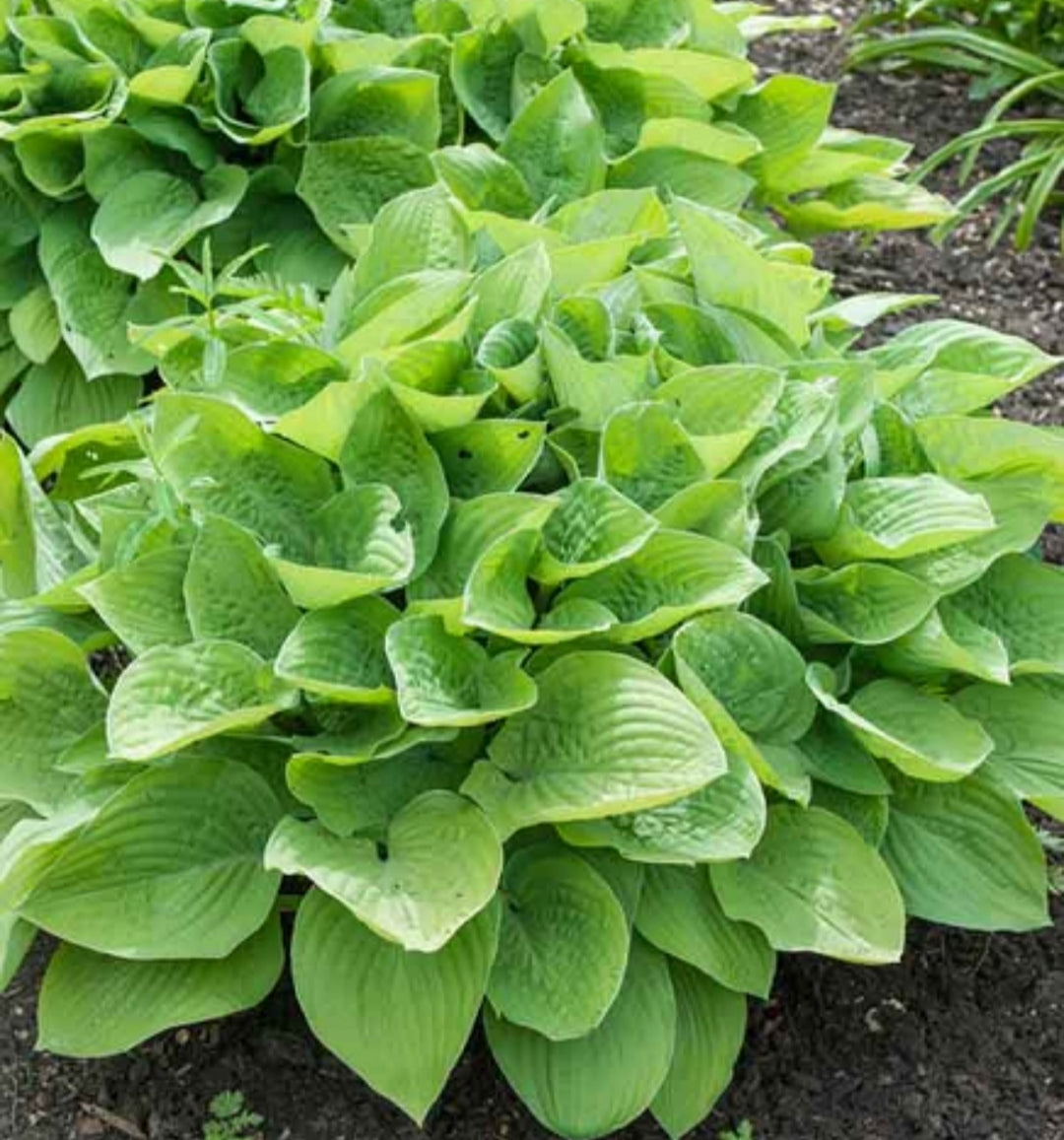 Hosta August Moon (Size - Medium) - 2 Litre Pot