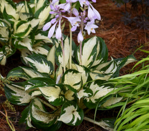 Hosta Fire and Ice (Size - Small) - 2 Litre Pot