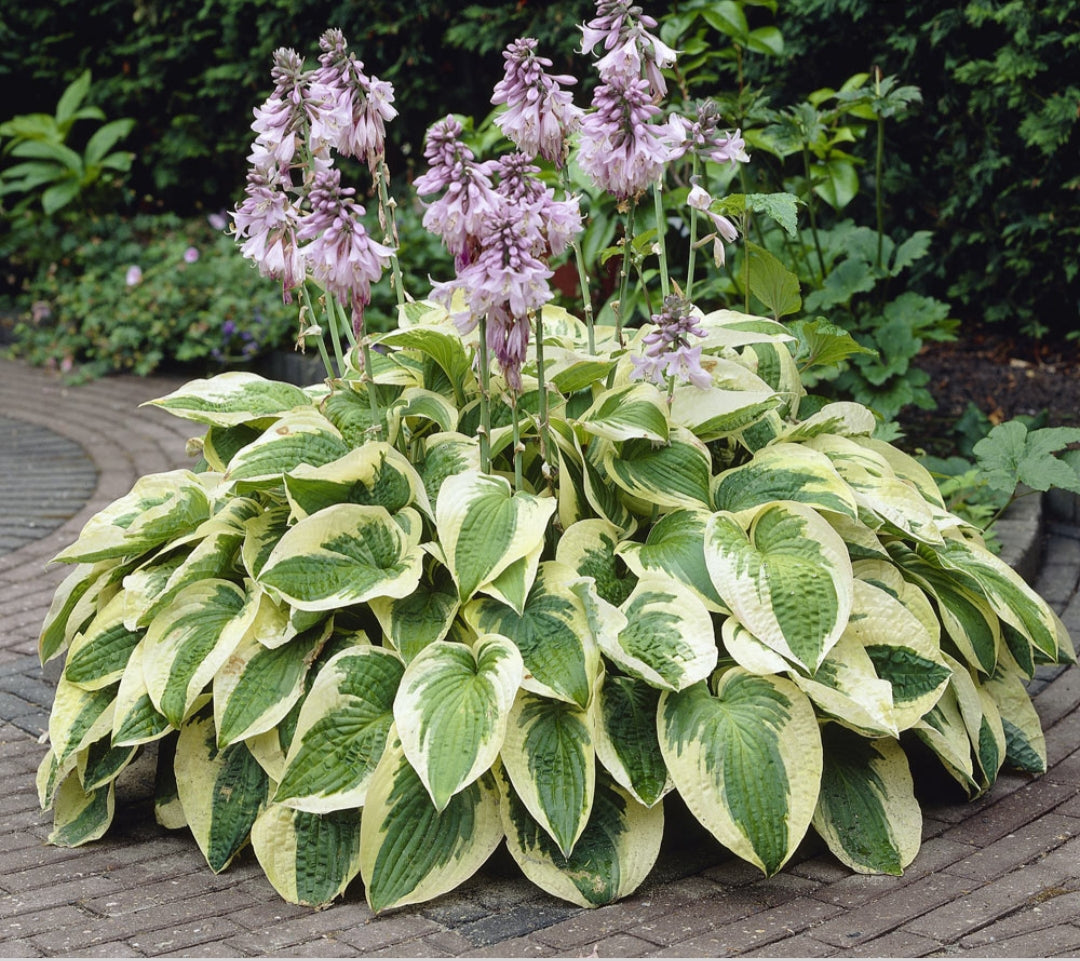 hosta plant in pot Hosta Wide Brim (Size - Medium)