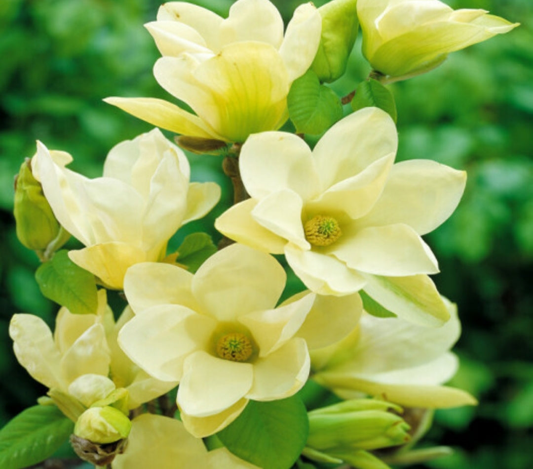 Magnolia Yellow River - 4.5 Litre Pot