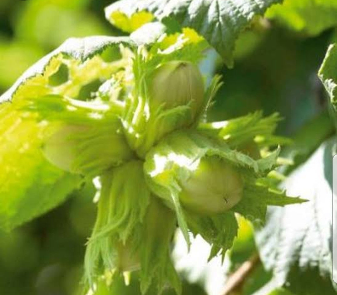 Cobnut Kent Cob 10 Litre Pot Richard s Plants cobnut-kent-cob-10-litre-pot-richard-s-plants