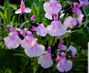 Salvia 'Angel Wings'