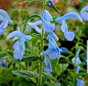 Salvia 'Beyond Blue'