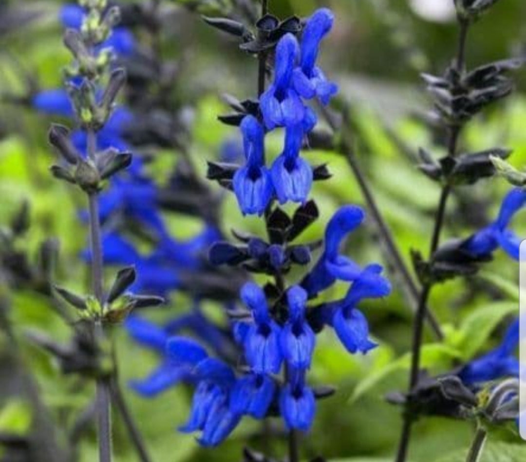 Salvia 'Black and Blue' - 2 Litre Pot