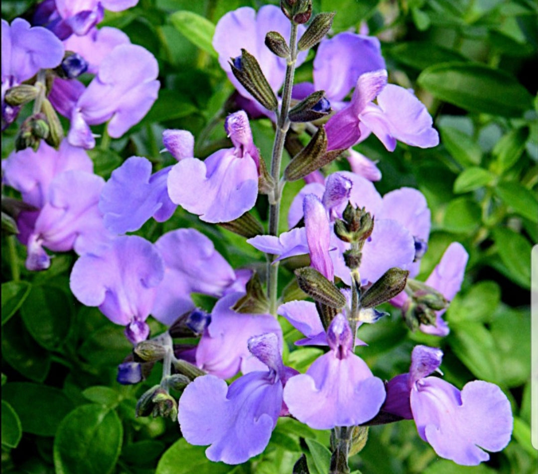 Salvia 'Blue Merced'