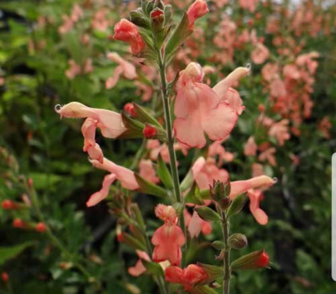 Salvia 'California Sunset'