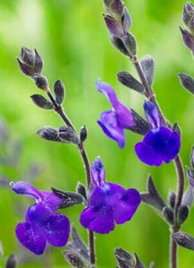 Salvia 'Blue Note'