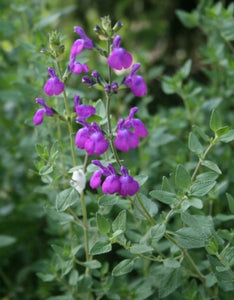 Salvia 'Christine Yeo'