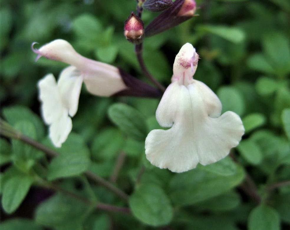 Salvia 'Cool Cream'