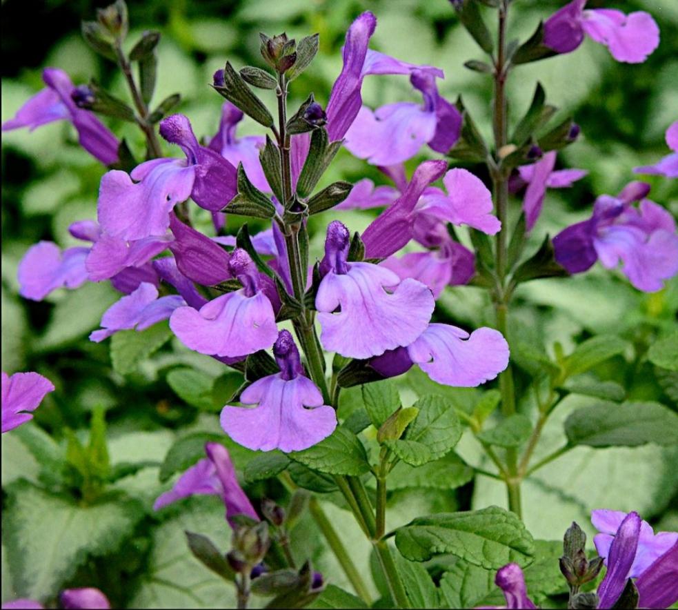 Salvia 'Cool Violet'