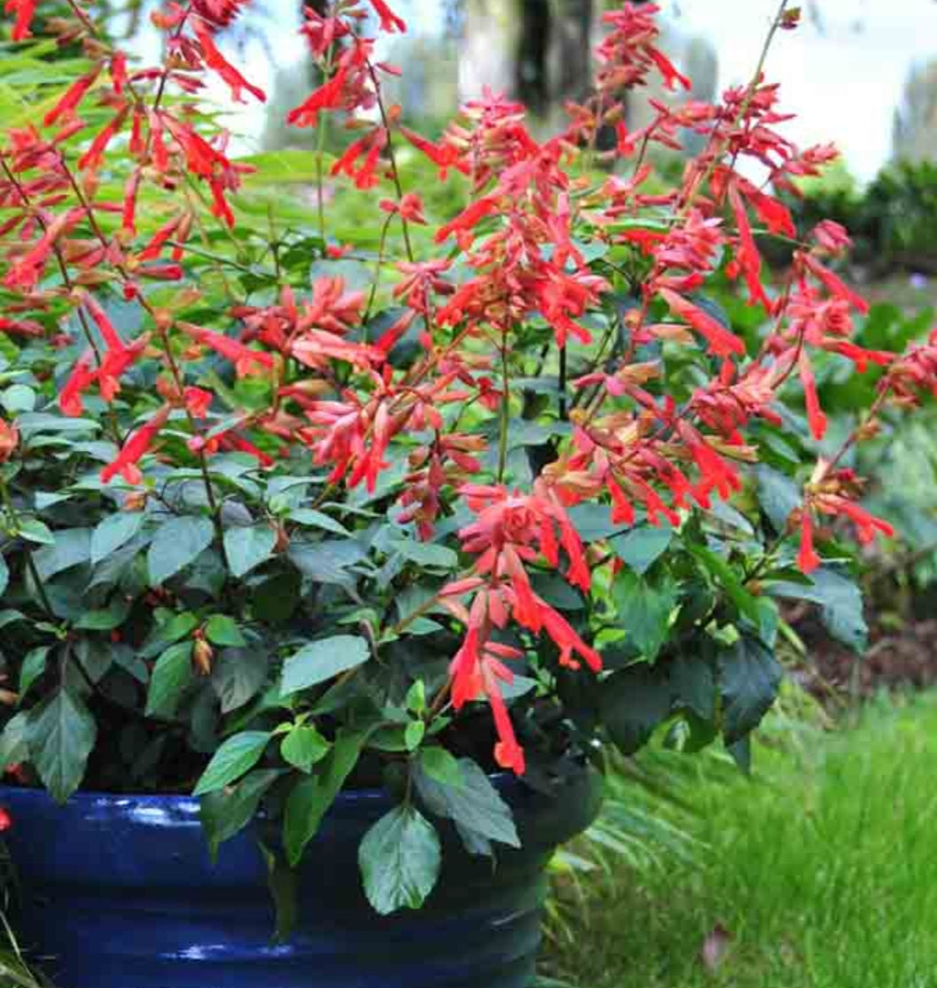 Salvia 'Embers Wish'