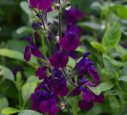 Salvia 'Nachtvlinder'