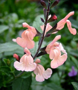 Salvia 'Peach Parfait'