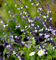 Salvia 'Phyllis Fancy'