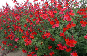 Salvia 'Royal Bumble'