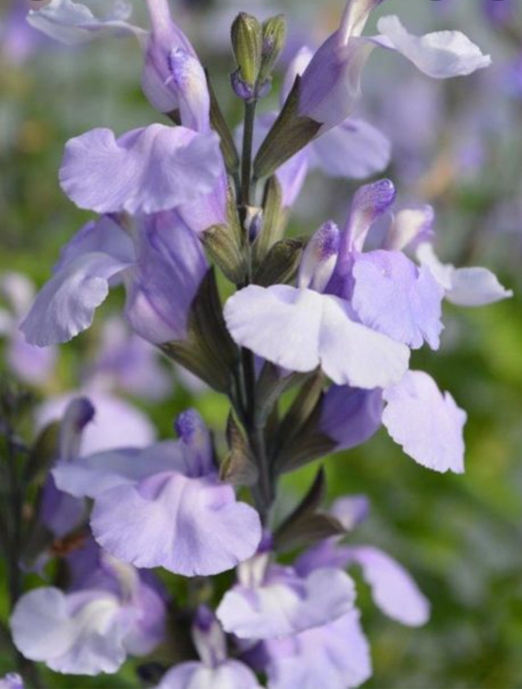 Salvia 'So Cool Pale Blue'