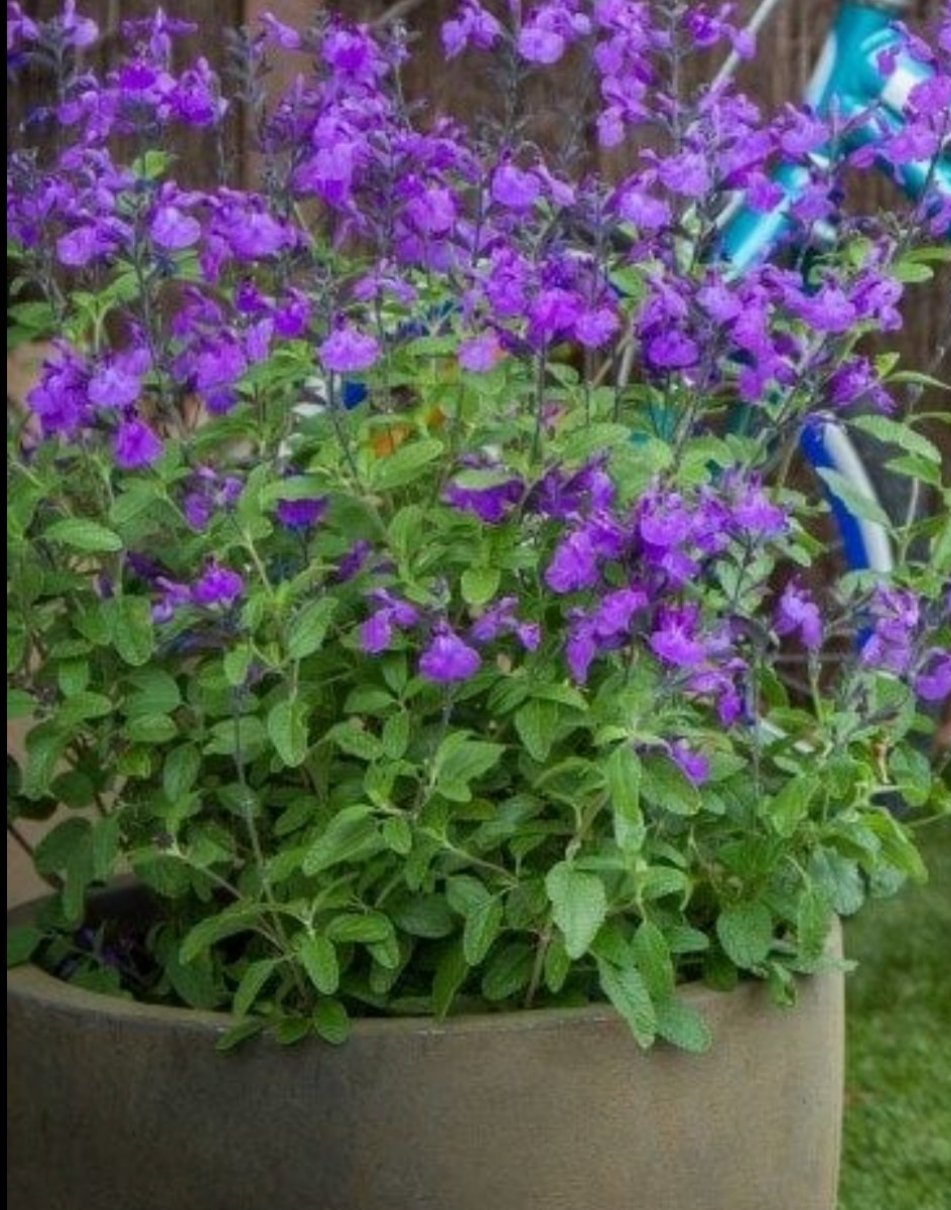 Salvia 'So Cool Purple'