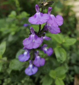 Salvia 'Violin Music'