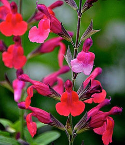 Salvia 'Wine & Roses'