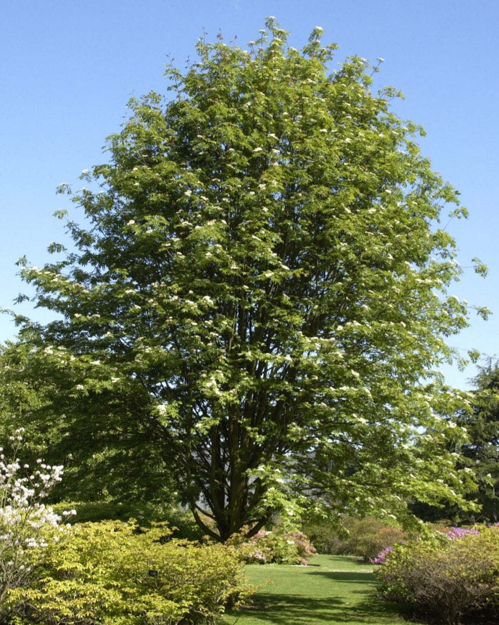 Sorbus Commixta (Japanese Rowan) - 10 Litre Pot