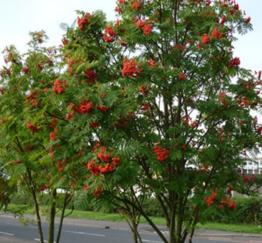 Sorbus Asplenifolia - 10 Litre Pot
