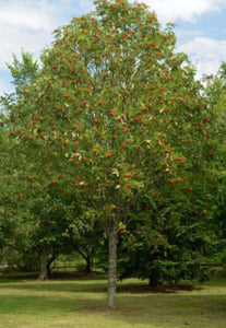 Sorbus Sheerwater Seedling - 10 Litre Pot