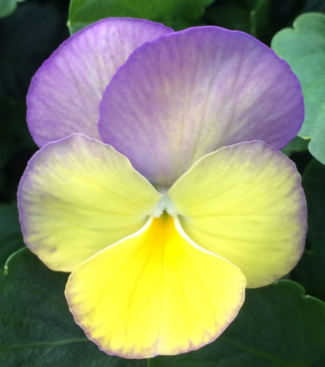 Victorian Viola 'Budgie' - 1 Litre Pot