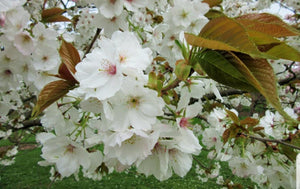 Flowering Cherry Tree - Prunus Tai-Haku - 10 Litre Pot