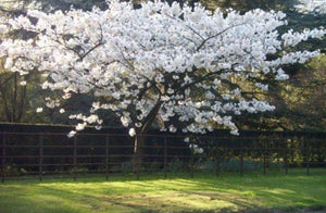 Flowering Cherry Tree - Prunus Tai-Haku - 10 Litre Pot