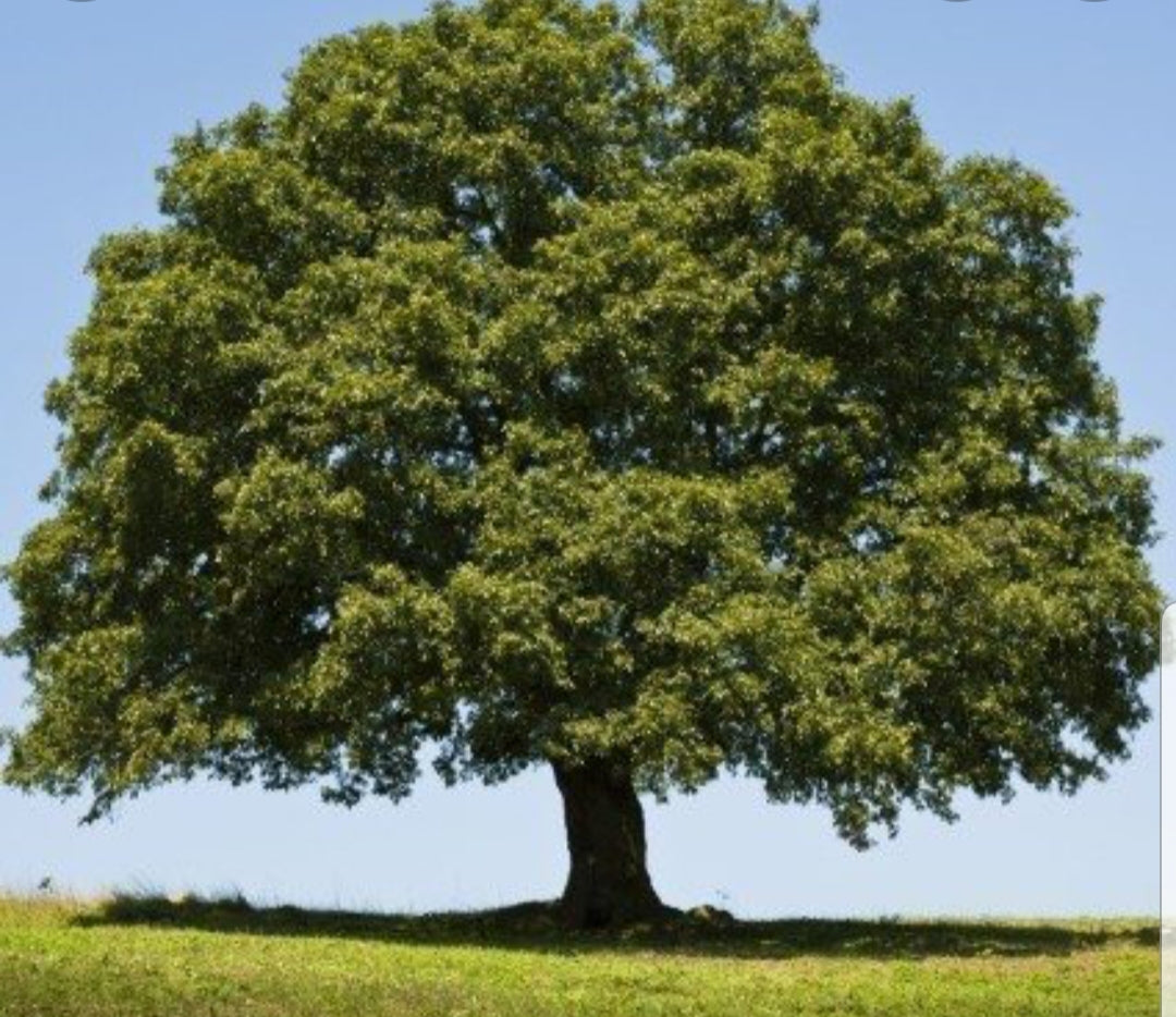 Quercus Robur (English Oak) - 10 Litre Pot