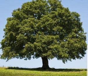 Quercus Robur (English Oak) - 10 Litre Pot