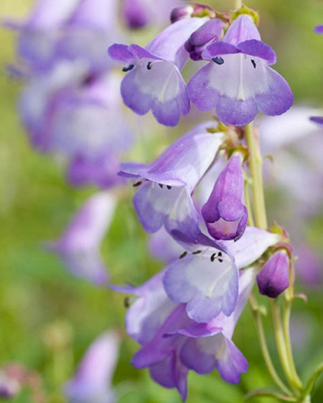 Penstemon 'Alice Hindley'