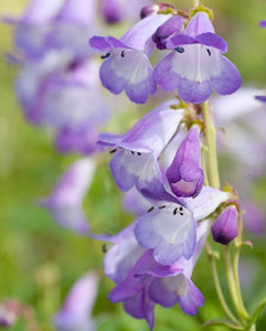 Penstemon 'Alice Hindley'