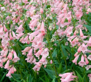 Penstemon 'Apple Blossom'
