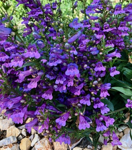 Penstemon 'Catherine de la Mare'