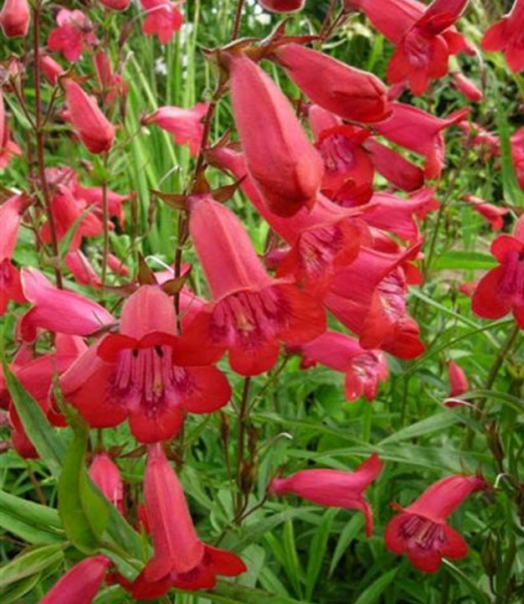 Penstemon 'Firebird'