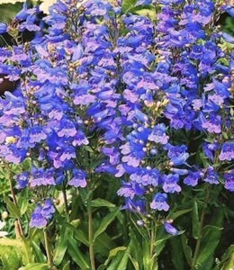 Penstemon 'Heavenly Blue'