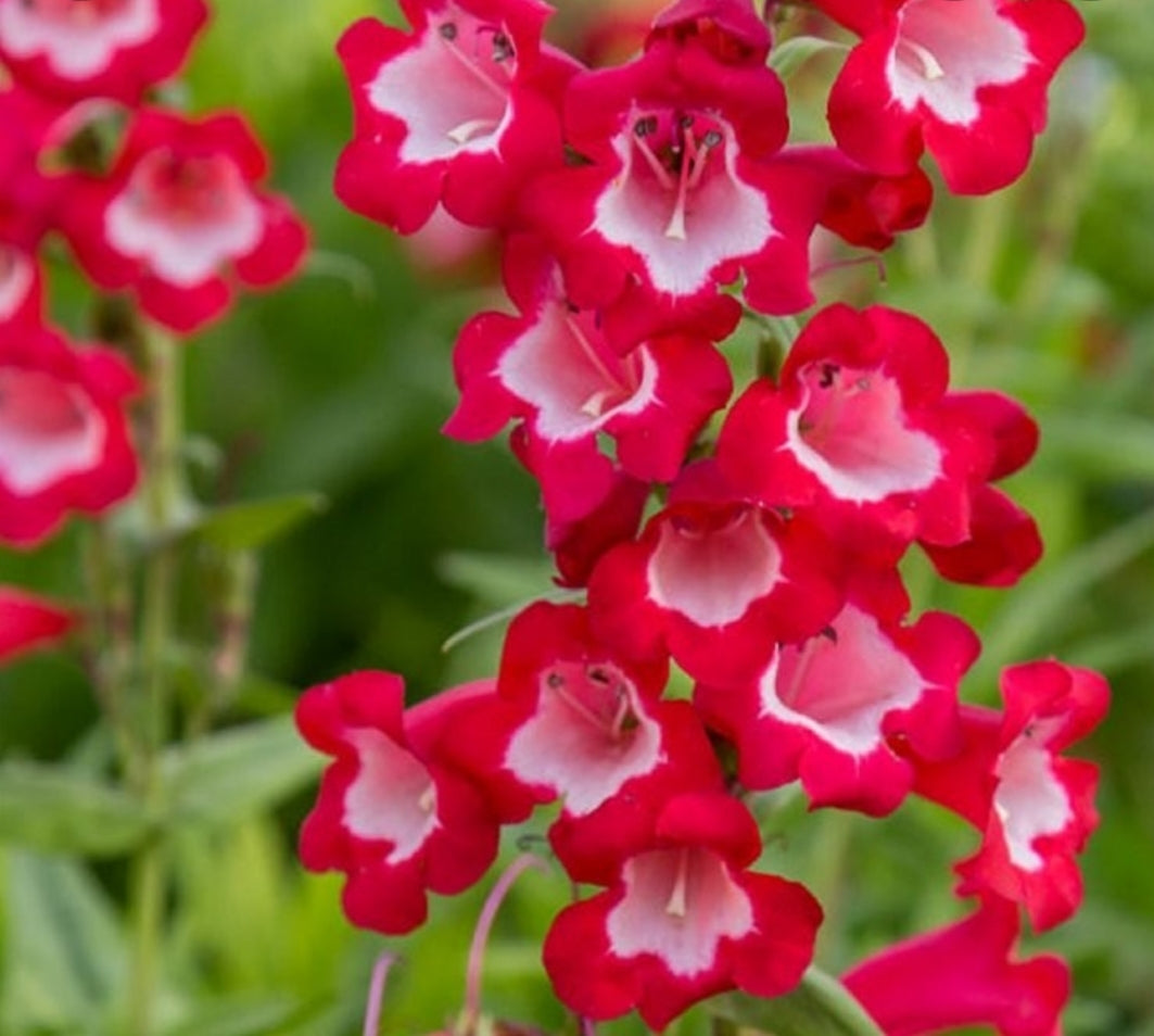 Penstemon 'King George'