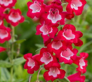 Penstemon 'King George'
