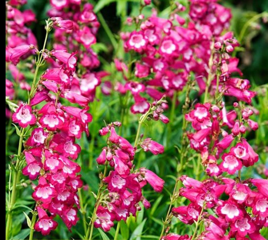 Penstemon 'Maurice Gibb'