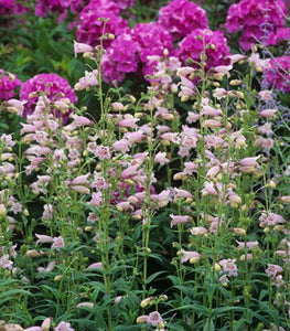 Penstemon 'Mother of Pearl'