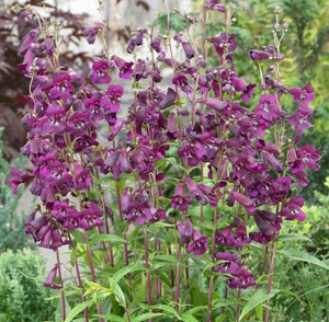 Penstemon 'Pensham Eleanor Young'