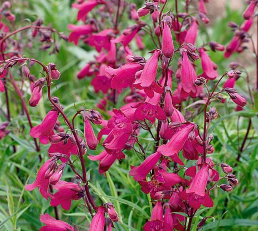 Penstemon 'Pensham Just Jayne'