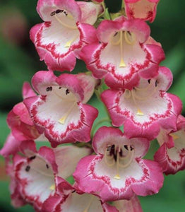 Penstemon 'Pershore Pink Necklace'