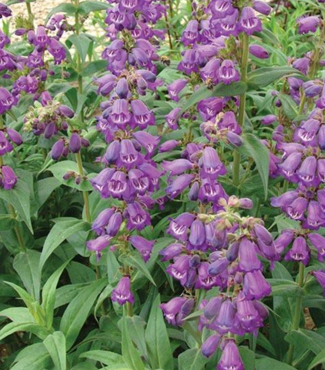 Penstemon Pensham 'Westminster Belle'