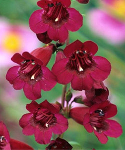 Penstemon 'Rich Ruby'