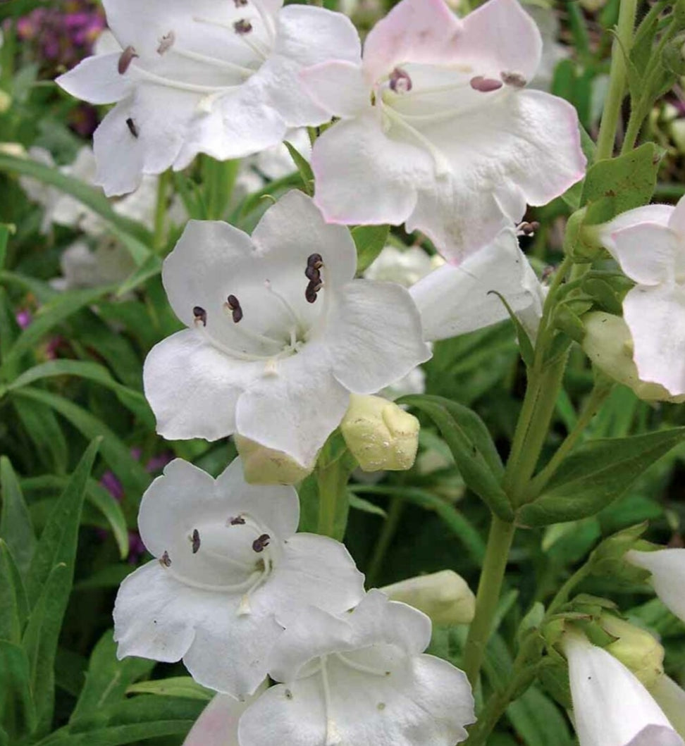 Penstemon 'Snowstorm'