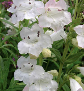 Penstemon 'Snowstorm'